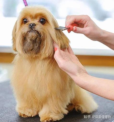 北京益美佳宠物医院小知识,8个很有用的宠物护理技巧,快来学习吧!