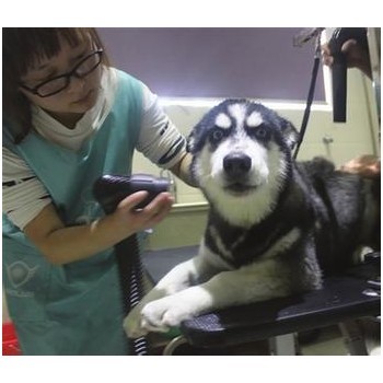 奇宝宠物护理费用与口碑好的宠物医院怎么选？从护理价格到机构口碑的全方位指南