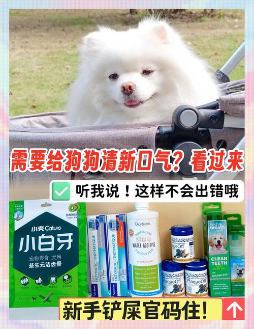 宠物口腔护理全攻略 5款洁齿产品推荐，守护爱宠健康笑容