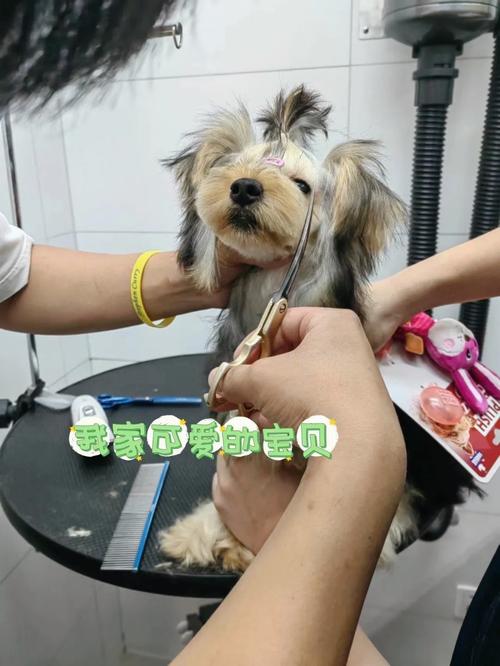 带宠物去护理 一份让爱宠安心、主人省心的完整指南